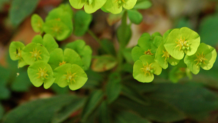 Euphorbia amygdaloides ?